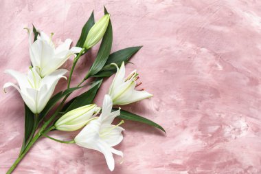 Pembe arkaplanda beyaz zambak çiçekleri. Üst görünüm