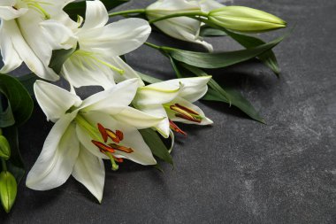 Siyah arka planda beyaz zambak çiçekleri. Üst görünüm