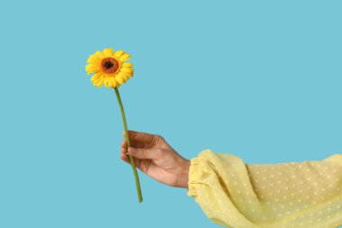 Mavi arka planda güzel sarı gerbera çiçeğini tutan kadın.