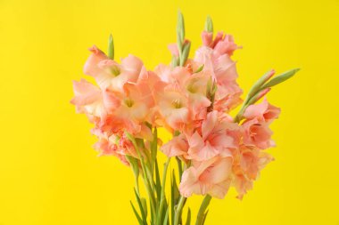 Sarı arka planda bir buket güzel gladiolus çiçeği.