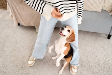 Tedavi gören genç bir kadın tatlı Beagle köpeğini evde eğitiyor.
