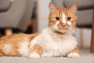 Evdeki halıya uzanmış şirin kedi, yakın plan.