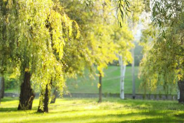 Güneşli bir günde ağlayan söğüt ağaçlarıyla güzel bir sonbahar parkı, bulanık bir manzara.