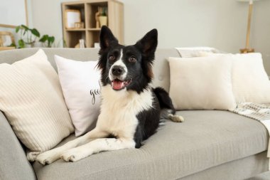 Evdeki kanepede uzanmış şirin Border Collie köpeği.
