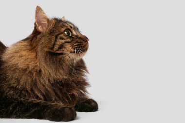 Gri arka planda yatan sevimli kedi.