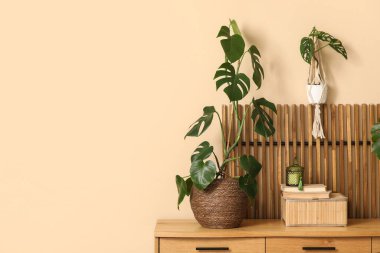 Bej duvarın yanındaki çekmecelerde farklı Monstera bitkileri var.