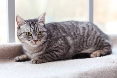 Gri çizgili kedi pencere pervazında yatıyor.