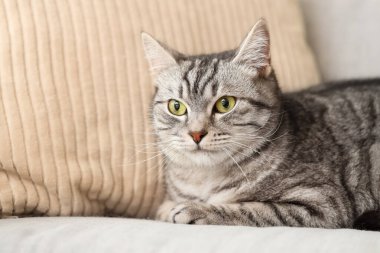 Gri çizgili kedi kanepede yatıyor.