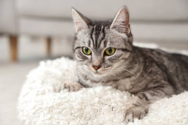 Gri çizgili kedi yumuşak ekose üzerinde yatıyor