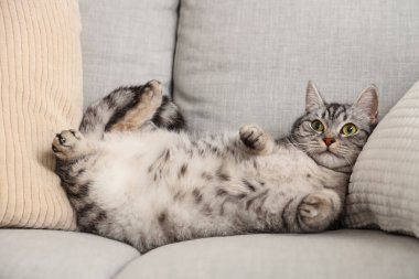 Gri çizgili kedi kanepede yatıyor.