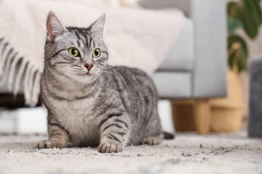 Gri çizgili kedi evde.