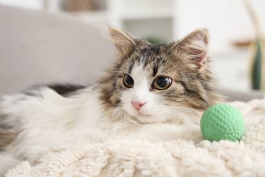 Koltukta duran oyuncak toplu tüylü kedi.