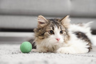 Evde oyuncak topu olan tüylü kedi.