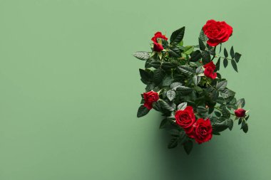 Yeşil arka planda saksıda güzel kırmızı bir gül. Üst görünüm