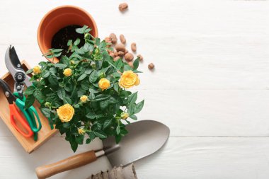Saksıda güzel güller ve beyaz ahşap arka planda bahçe malzemeleri. Üst görünüm