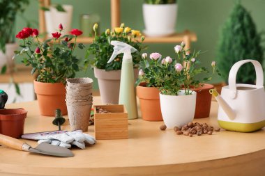 Saksıdaki güzel güller ve masadaki bahçe aletleri. Yakın çekim.