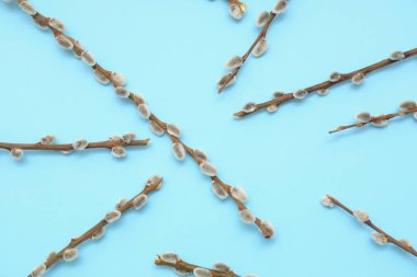 Pussy willow branches on blue background. Easter celebration