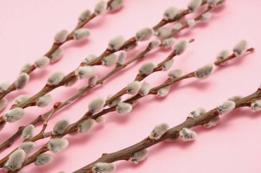 Pussy willow branches on pink background, closeup. Easter celebration