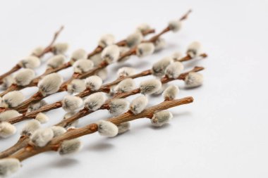Pussy willow branches on grey background, closeup. Easter celebration