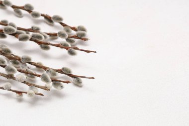 Pussy willow branches on white background, closeup. Easter celebration
