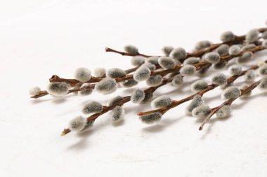 Pussy willow branches on white background, closeup. Easter celebration