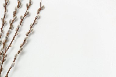 Pussy willow branches on white background. Easter celebration