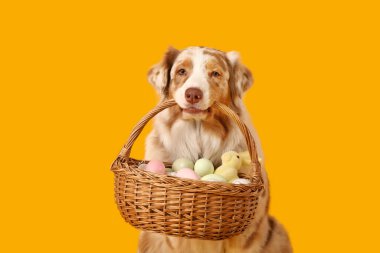 Sarı arka planda Paskalya sepeti olan şirin Avustralya çoban köpeği.