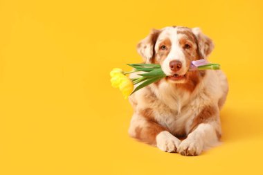 Sarı arka planda güzel lale çiçekleri olan tatlı Avustralya çoban köpeği.