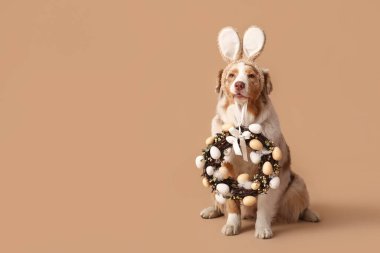 Kahverengi arka planda Paskalya çelengi olan tavşan kulaklı şirin Avustralya çoban köpeği.