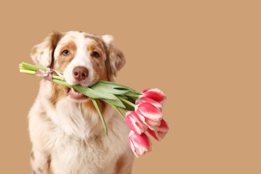 Kahverengi arka planda güzel lale çiçekleri olan tatlı Avustralya çoban köpeği.