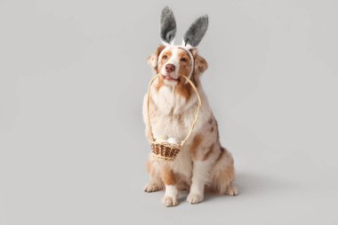 Gri arka planda paskalya yumurtaları sepeti olan tavşan kulaklı şirin Avustralya çoban köpeği.