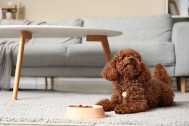 Oturma odasındaki halının üzerinde bir kase yiyecekle sevimli oyuncak kaniş köpeği.