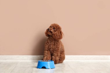 Kahverengi duvarın yanında duran bir kase yiyecekle sevimli oyuncak kaniş köpeği.