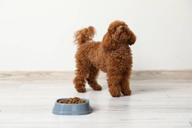 Beyaz duvarın yanında bir kase yiyecekle sevimli oyuncak kaniş köpeği.