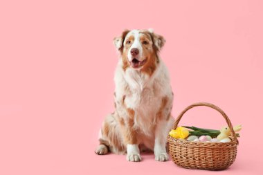Pembe arka planda Paskalya sepeti olan şirin Avustralya çoban köpeği.