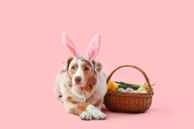 Pembe arka planda Paskalya sepeti olan, tavşan kulaklı şirin Avustralya çoban köpeği.