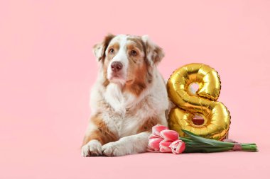 Şirin Avustralyalı çoban köpeği, güzel lale çiçekleri ve pembe arka planda şekil 8 şeklinde balon.