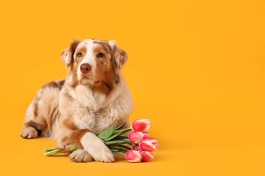 Sarı arka planda güzel lale çiçekleri olan tatlı Avustralya çoban köpeği.