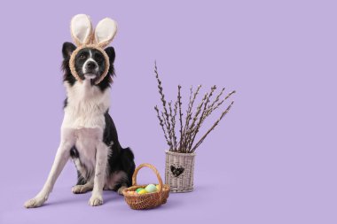 Border Collie dog in bunny ears with Easter basket and pussy willow branches on lilac background