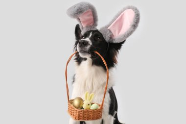 Renkli arka planda Paskalya sepeti olan tavşan kulaklı Collie köpeği.