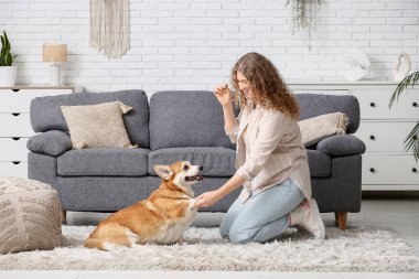 Corgi köpeğini evde eğiten genç bir kadın.