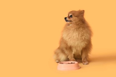 Sarı arka planda yemekleri olan sevimli Pomeranya köpeği.