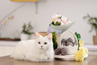 Paskalya yumurtalı şirin beyaz kedi, oyuncak tavşanlar, piliç ve mutfaktaki masada oturan güzel lale çiçekleri.