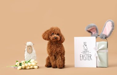 Tebrik kartı, hediye kutusu, tavşan kulağı ve kahverengi arka planda güzel lale çiçekleri olan sevimli Kaniş köpeği. Paskalya kutlaması