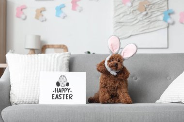 Oturma odasındaki kanepede oturan tebrik kartı ile tavşan kulaklı sevimli kaniş köpeği. Paskalya kutlaması