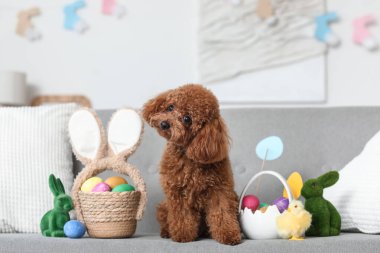 Paskalya yumurtası sepetleri, fıstık ve oyuncak tavşanlar oturma odasındaki kanepede oturan sevimli oyuncak kaniş köpeği.