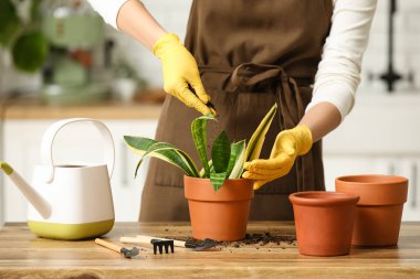Kadın evinde saksı sansevieria nakli yapıyor. Yakın çekim.
