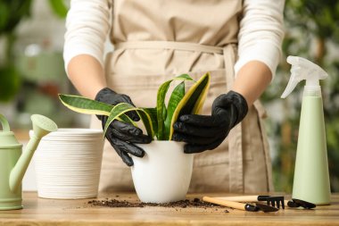 Nakledilen Sansevieria bitkisiyle ilgilenen kadın evdeki masada. Yakın çekim.