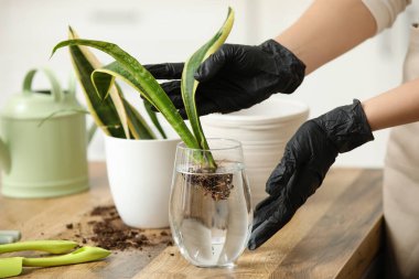 Sansevieria bitkisini evdeki masada yeni bir çömleğe nakleden bir kadın. Yakın çekim.
