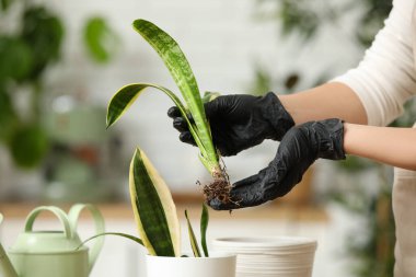 Evde Sansevieria bitkisinin filizlerini tutan kadın eller. Yakın çekim.